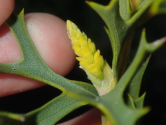 Synaphea spinulosa