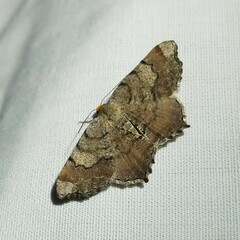 Macaria distribuaria