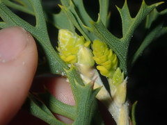Synaphea spinulosa