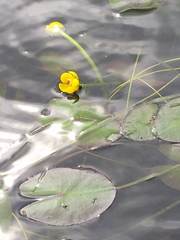 Nuphar microphylla