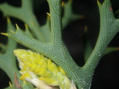Synaphea spinulosa
