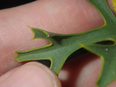 Synaphea spinulosa