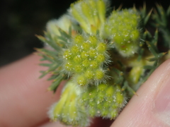 Petrophile serruriae