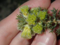 Petrophile serruriae