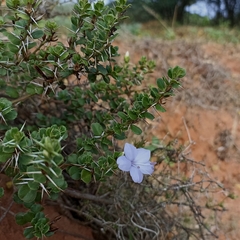 Barleria mysorensis