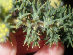 Petrophile serruriae