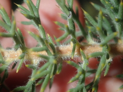 Petrophile serruriae