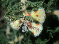 Petrophile serruriae