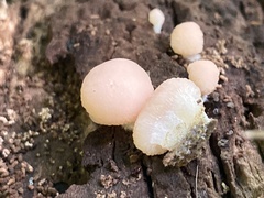 Tubifera microsperma