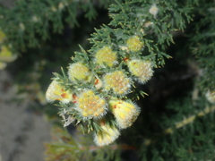 Petrophile serruriae