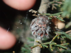 Petrophile serruriae