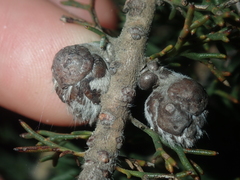 Petrophile serruriae