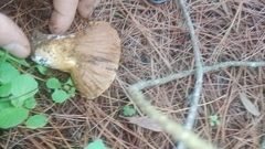 Hypomyces macrosporus