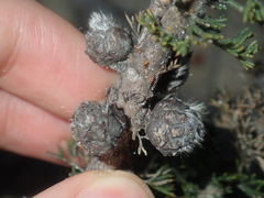 Petrophile serruriae