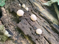 Tubifera microsperma