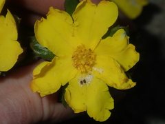 Hibbertia mylnei