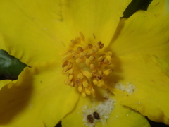 Hibbertia mylnei