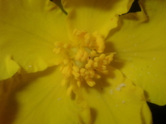 Hibbertia mylnei