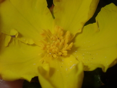 Hibbertia mylnei