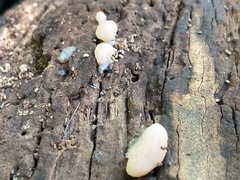 Tubifera microsperma