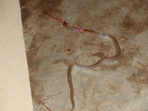 Naja mossambica