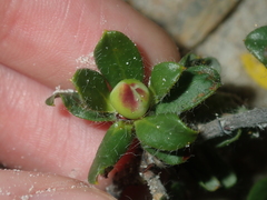 Hibbertia mylnei