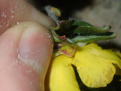 Hibbertia mylnei