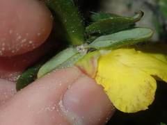 Hibbertia mylnei