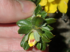 Hibbertia mylnei