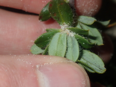 Hibbertia mylnei