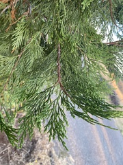 Calocedrus