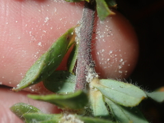 Hibbertia mylnei