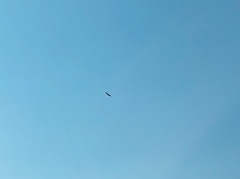 Haliaeetus leucocephalus leucocephalus