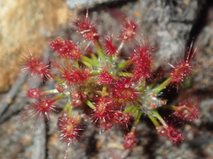 Drosera barbigera