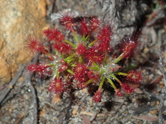 Drosera barbigera