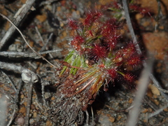 Drosera barbigera