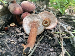 Gyroporus purpurinus