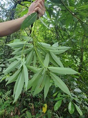 Machilus chekiangensis