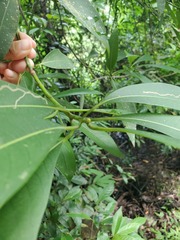 Machilus chekiangensis