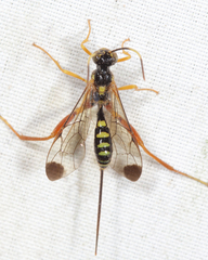 Spilopteron occiputale