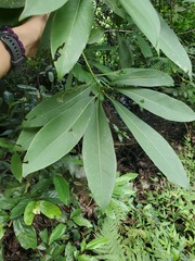 Machilus chekiangensis
