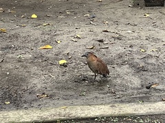 Gorsachius melanolophus