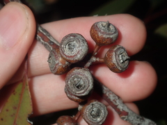 Eucalyptus opimiflora