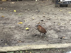 Gorsachius melanolophus