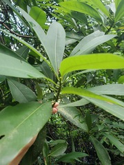 Machilus chekiangensis