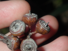 Eucalyptus opimiflora