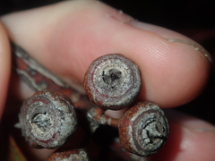 Eucalyptus opimiflora