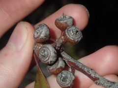 Eucalyptus opimiflora