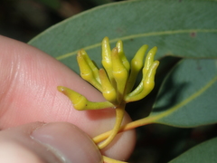 Eucalyptus opimiflora
