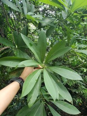 Machilus chekiangensis